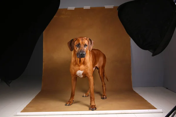 Captura de estudio de un perro Rhodesian Ridgeback sobre fondo marrón en estudio — Foto de Stock