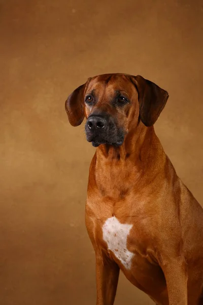 Studio shot of a Rhodesian Ridgeback Dog on brown Background — Stock Photo, Image