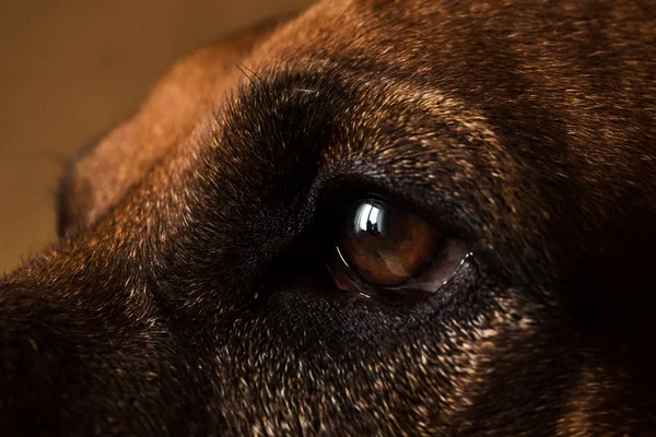 Close up view at Rhodesian Ridgeback Dog's eye — Stock Photo, Image