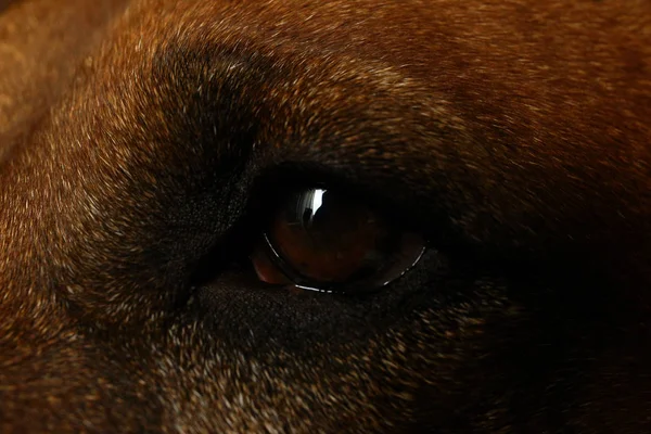 Κοντινό θέα στο μάτι του σκύλου του Ροντέιαν — Φωτογραφία Αρχείου