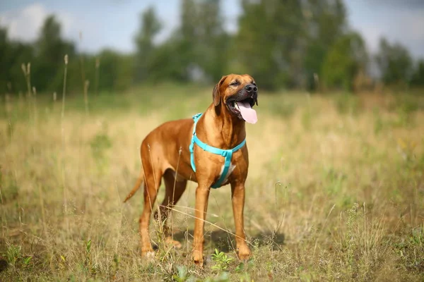 Oldalnézetből egy Rhodesian Ridgeback sétálni a szabadban a pályán — Stock Fotó