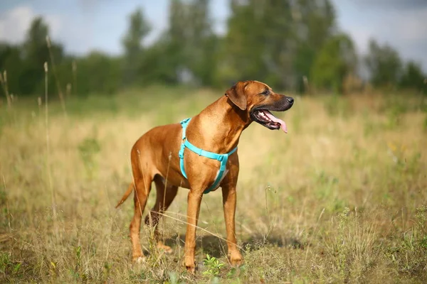 Oldalnézetből egy Rhodesian Ridgeback sétálni a szabadban a pályán — Stock Fotó