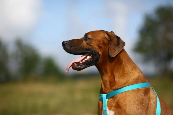 Vista lateral em um ridgeback rodesiano para um passeio ao ar livre em um campo — Fotografia de Stock