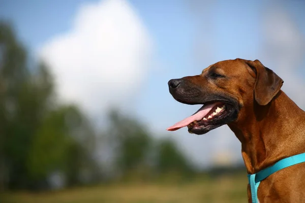 Vista lateral en un ridgeback rodesio para un paseo al aire libre en un campo —  Fotos de Stock