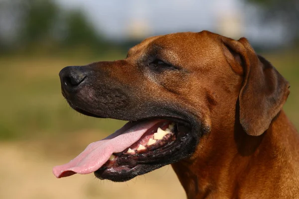 Vista lateral en un ridgeback rodesio para un paseo al aire libre en un campo — Foto de Stock