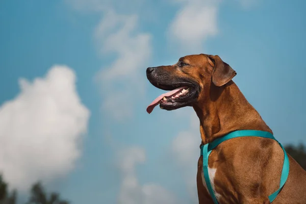 Zijaanzicht bij een Rhodesian Ridgeback voor een wandeling buitenshuis op een veld — Stockfoto