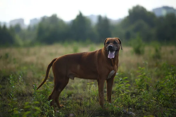 Vista lateral en un ridgeback rodesio para un paseo al aire libre en un campo — Foto de Stock