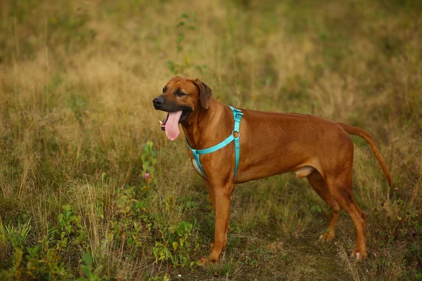 Vista lateral en un ridgeback rodesio para un paseo al aire libre en un campo —  Fotos de Stock