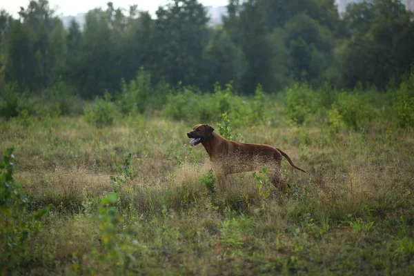 Bir alanda açık havada bir yürüyüş için bir Rodos ridgeback yan görünümü
