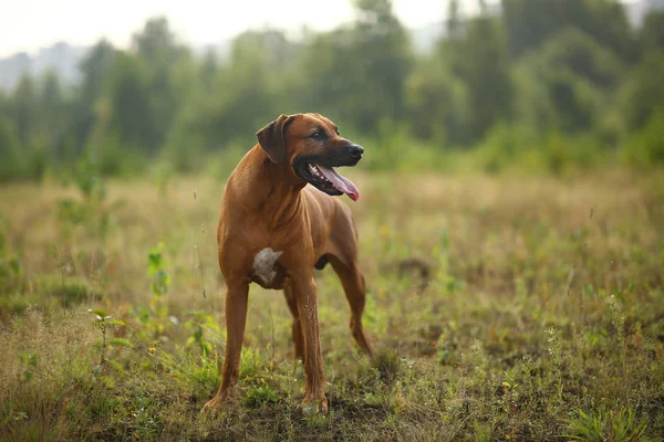 Side view at a rhodesian ridgeback for a walk outdoors on a field — Stock Photo, Image