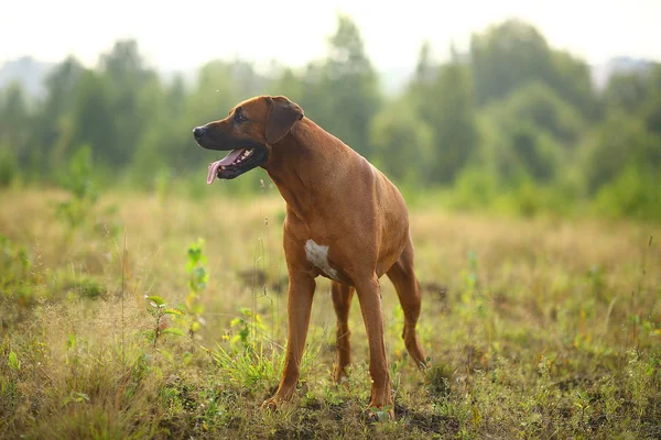 Widok z boku na Ridgeback Rhodesian na spacer na zewnątrz na polu — Zdjęcie stockowe