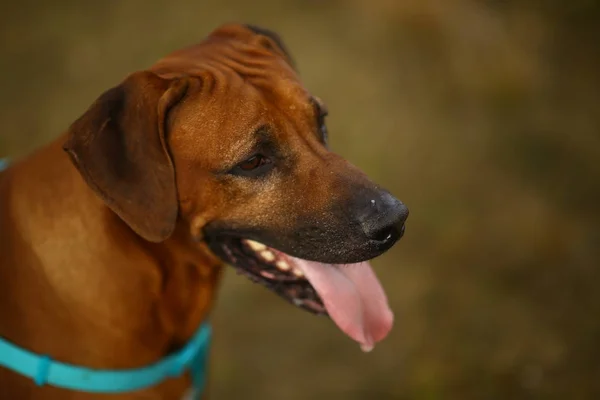 Zijaanzicht bij een Rhodesian Ridgeback voor een wandeling buitenshuis op een veld — Stockfoto