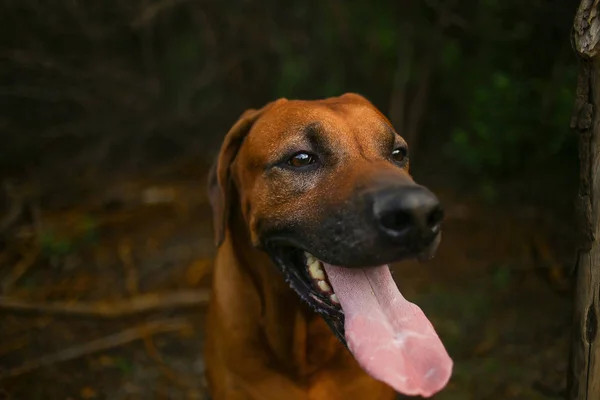 Vista lateral en un ridgeback rodesio para un paseo al aire libre en un campo —  Fotos de Stock