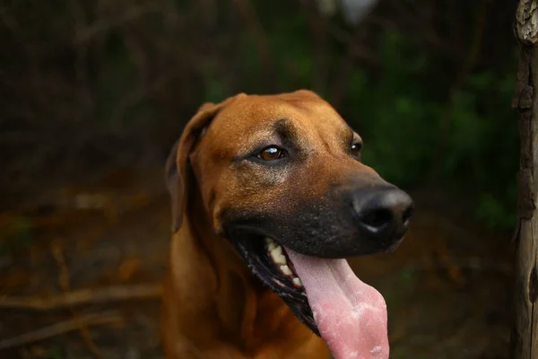 Vista lateral en un ridgeback rodesio para un paseo al aire libre en un campo —  Fotos de Stock