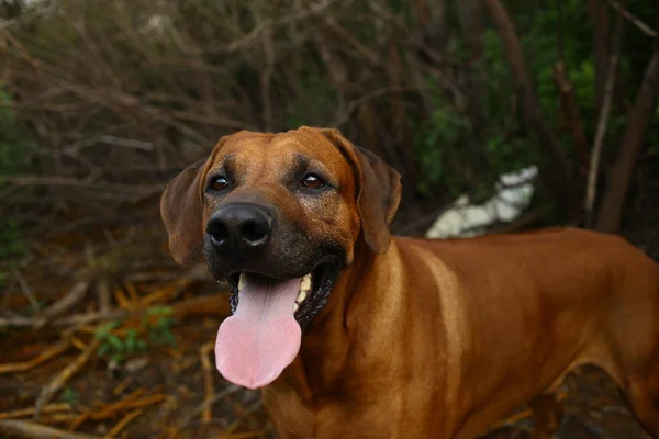 Vooraanzicht bij een Rhodesian Ridgeback voor een wandeling buitenshuis op een veld — Stockfoto