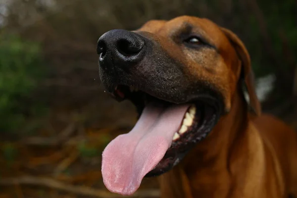 Vista frontal en un ridgeback rodesio para un paseo al aire libre en un campo —  Fotos de Stock