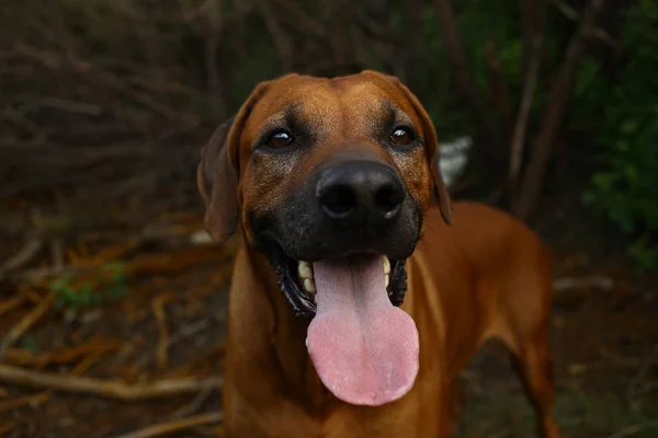 Front view at a rhodesian ridgeback for a walk outdoors on a field — Stock Photo, Image