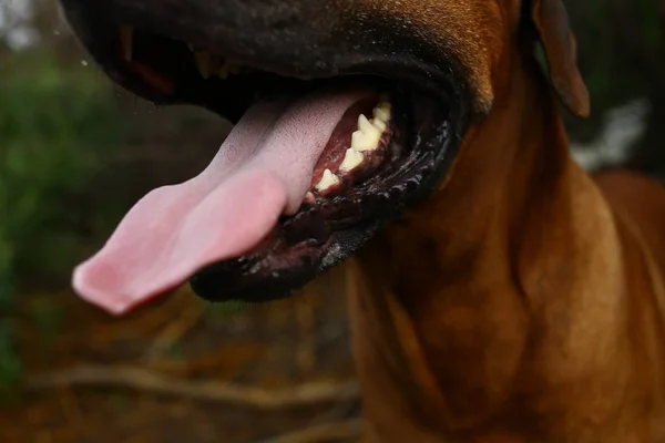 Vue latérale à un ridgeback rhodésien pour une promenade à l'extérieur sur un terrain — Photo