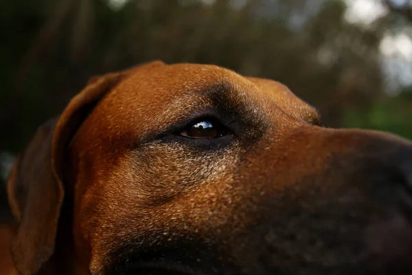 Seitenansicht an einem Rhodesian Ridgeback für einen Spaziergang im Freien auf einem Feld — Stockfoto