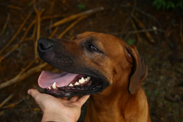 개 턱을 들고 있는 사람 손. 녹색 잔디와 노란색 배경 — 스톡 사진