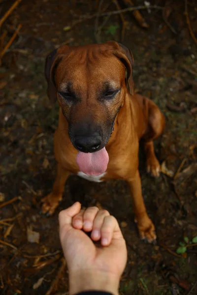 Persona mano tratar un perro rhodesian ridgeback crianza —  Fotos de Stock