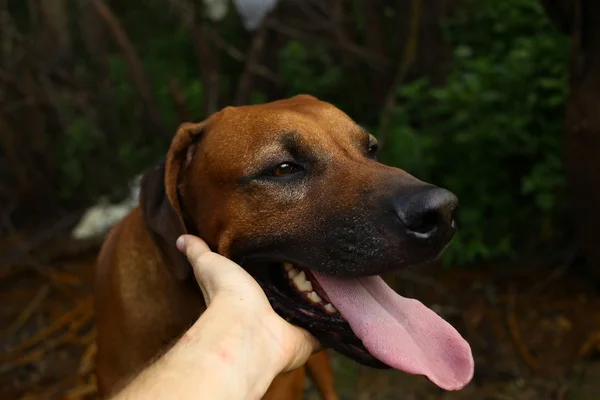 犬のあごを持つ人の手。緑の草と黄色の背景 — ストック写真
