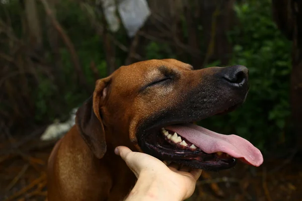 犬のあごを持つ人の手。緑の草と黄色の背景 — ストック写真