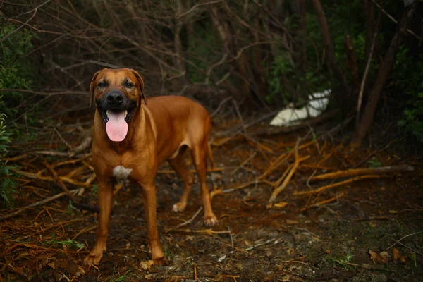 Framifrån på en Rhodesian Ridgeback för en promenad utomhus på ett fält — Stockfoto