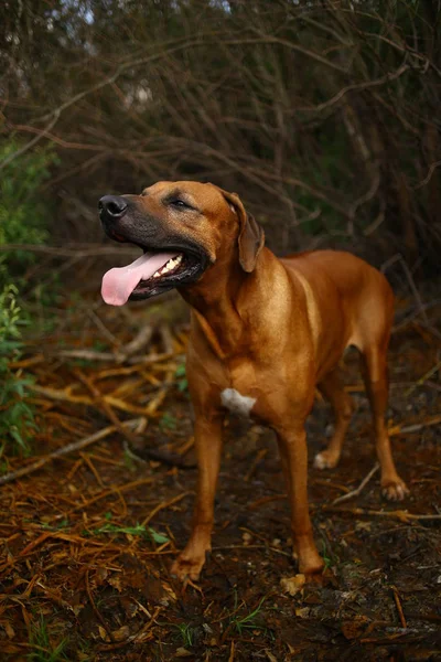 Vista frontal en un ridgeback rodesio para un paseo al aire libre en un campo —  Fotos de Stock