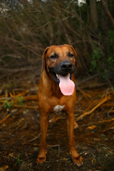 Front View egy Rhodesian Ridgeback sétálni a szabadban a pályán — Stock Fotó