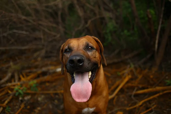 Vista frontal en un ridgeback rodesio para un paseo al aire libre en un campo —  Fotos de Stock