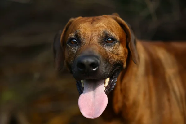 Frontansicht an einem Rhodesian Ridgeback für einen Spaziergang im Freien auf einem Feld — Stockfoto