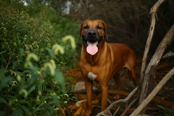 Vista frontal em um ridgeback rodesiano para um passeio ao ar livre em um campo — Fotografia de Stock