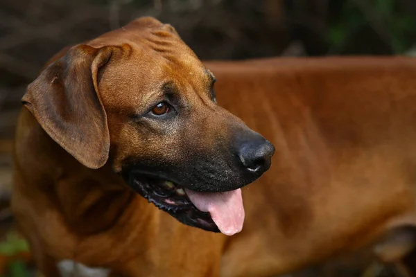 Front view at a rhodesian ridgeback for a walk outdoors on a field — Stock Photo, Image