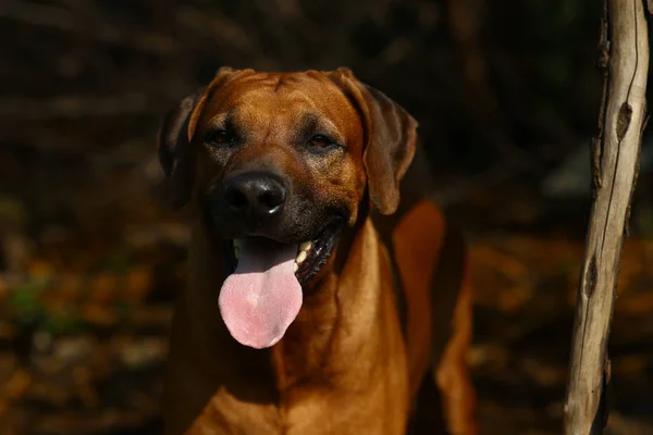 Vista frontal em um ridgeback rodesiano para um passeio ao ar livre em um campo — Fotografia de Stock