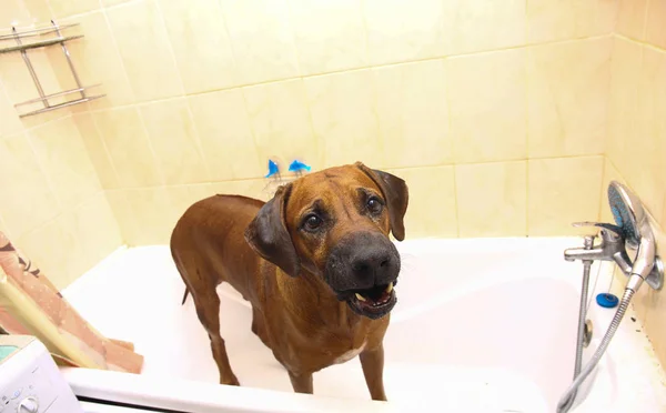 Baden des lustigen dunkelbraunen Labrador-Rassehundes. Hund beim Schaumbad. Pflegehund. — Stockfoto