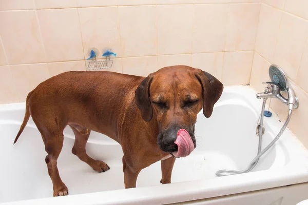 Banho do cão de raça labrador marrom escuro engraçado. Um cão a tomar um banho de espuma. Cão de limpeza . — Fotografia de Stock