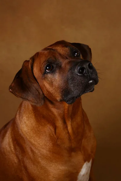 Captura de estudio de un perro Rhodesian Ridgeback sobre fondo marrón —  Fotos de Stock