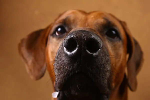 Studio lövés egy Rhodesian Ridgeback kutya barna háttér — Stock Fotó