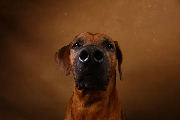 Estúdio tiro de um Rhodesian Ridgeback Dog em fundo marrom — Fotografia de Stock