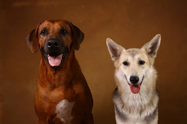 갈색 배경에 앉아있는 두 개의 강아지의 스튜디오 샷 — 스톡 사진