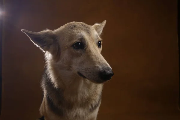 Perro mestizo gris y blanco sentado en el estudio en negro marrón y mirando a un lado —  Fotos de Stock