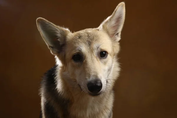 Gri ve beyaz melez köpek kahverengi siyah zemin üzerinde stüdyoda oturan ve kamera bakıyor — Stok fotoğraf