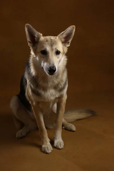 Gris y blanco perro mestizo sentado en el estudio en negro marrón y mirando a la cámara —  Fotos de Stock