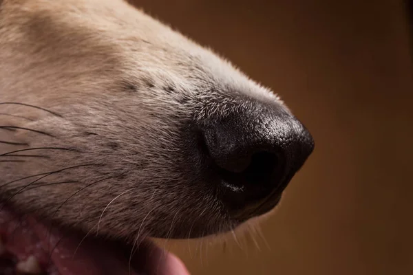 Вид крупным планом на собачий нос в студии на коричневом фоне с копировальным пространством — стоковое фото
