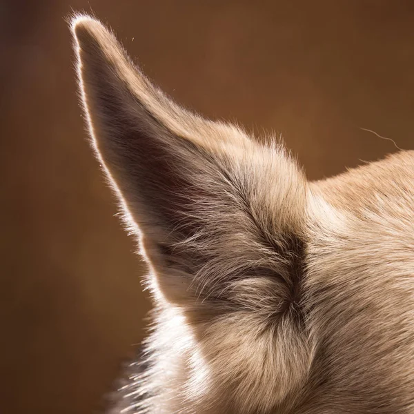 Vista de cerca en la oreja del perro en el estudio sobre fondo marrón con espacio para copiar —  Fotos de Stock