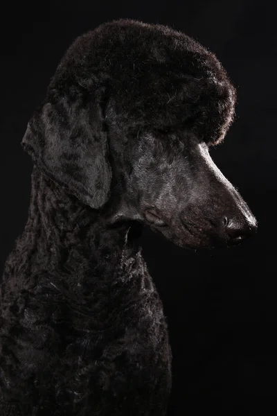 Grande retrato de um poodle preto, isolado em um fundo preto — Fotografia de Stock