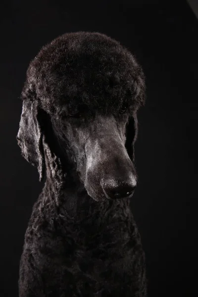 Groot portret van een zwarte poedel, geïsoleerd op een zwarte achtergrond — Stockfoto