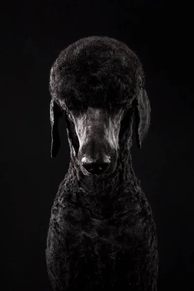 Grande retrato de um poodle preto, isolado em um fundo preto — Fotografia de Stock