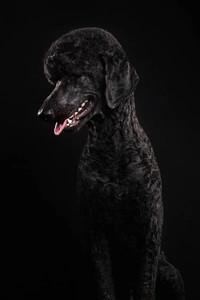 Groot portret van een zwarte poedel, geïsoleerd op een zwarte achtergrond — Stockfoto